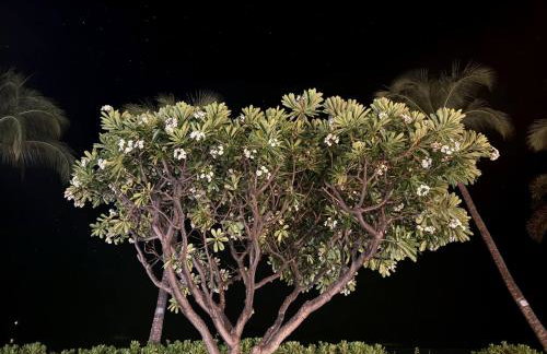 Lahaina Studio: Beachfront, Mountain View, Hot Tub - Foto 4