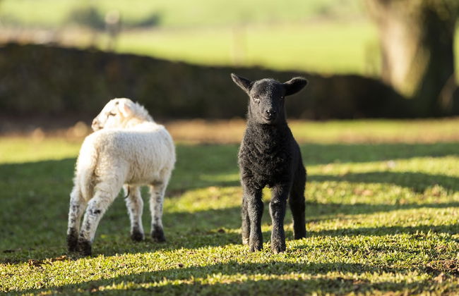 Cerro Azul Hotel Fazenda - Foto 67