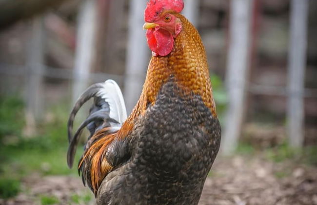 Nengshof - Haus Königskerze - Photo 26