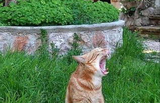 Casa intera con giardino - Photo 49