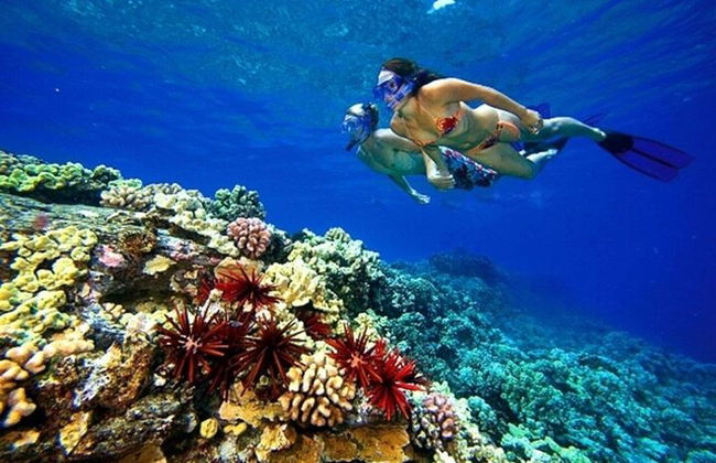 Snorkeling compartilhado de dia inteiro nas Ilhas Hamata saindo de Marsa Alam - Foto 9