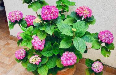 Dalmatian House, spacious stone terraces, balcony , views - Foto 79