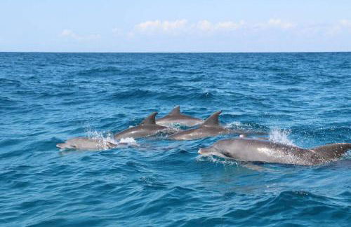 Casa Rural Finca Paraíso. Heated pool - Foto 41