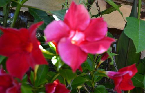 Finca El Lance - Foto 48