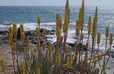 Mar&sun Casa Florida - Foto 27