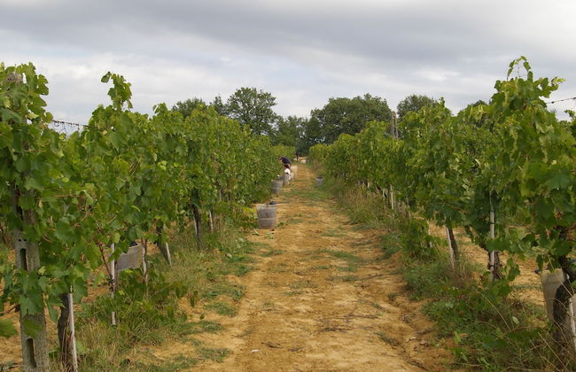 Agriturismo Le Baccane - Photo 56