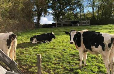 The Roost in the Blackdowns - Photo 9