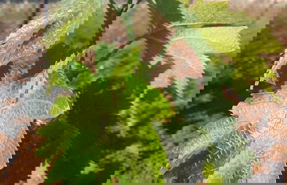 Villa Cavalletti - Foto 48