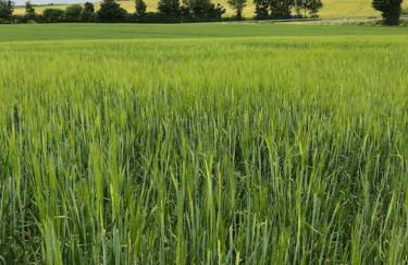 Ferienwohnung Tillmanns - Foto 29