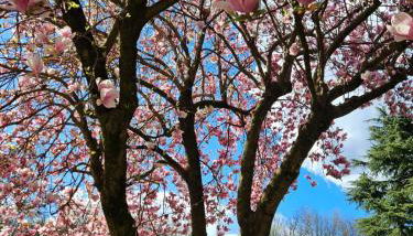 La casetta di Gianni - Foto 2, Garden, Garden view