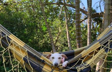 Sítio Espatódea - Foto 63