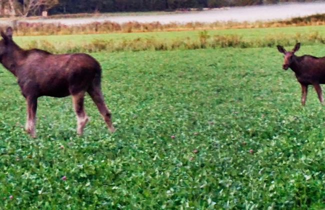 4 Star Holiday Home in Rabbalshede-by Traum - Foto 8