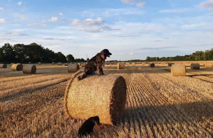 Ferienhaus Q1, Ruhe und Erholung in der Eifel - Foto 28