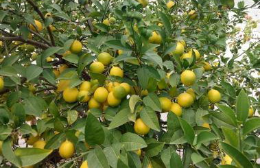 Apartments Jeličić - Foto 59