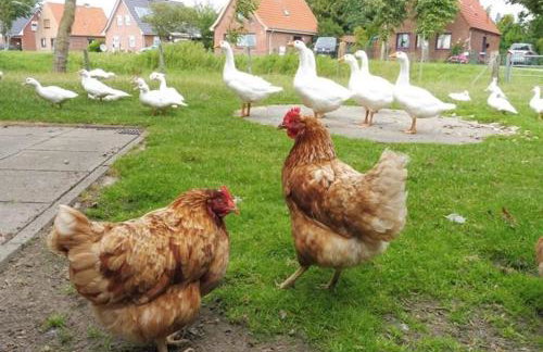 Ferienhof Martens - Foto 14