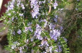 Quinta da Maria - Foto 36