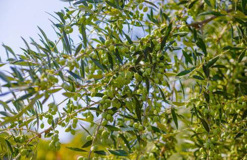 Alethea's Sea View Apartment - Foto 77