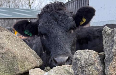 Dunmallet - Pooley Bridge - Foto 45