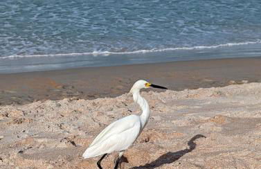 Beautiful Ormond Beachfront House! - Photo 4