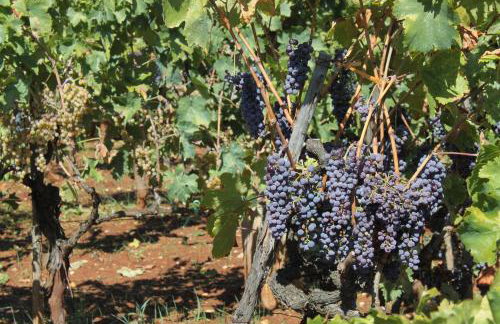 Apartments with a parking space Ugljan - 8404 - Foto 9