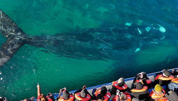 Valdes Peninsula Day Trip - Foto 2