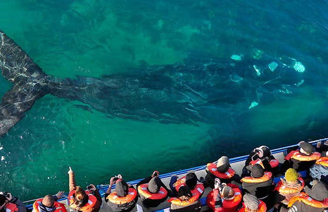 Excursión a la Península Valdés - Foto 2