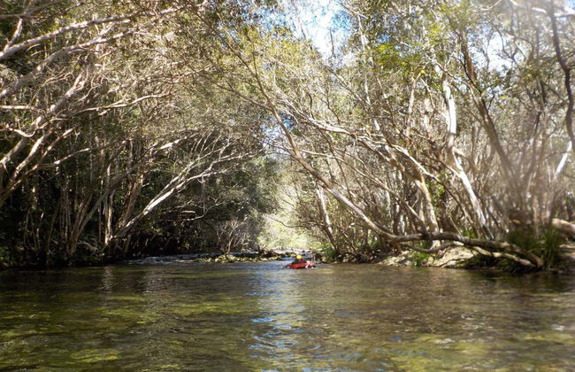 Tubing en la selva de Cairns - Foto 4