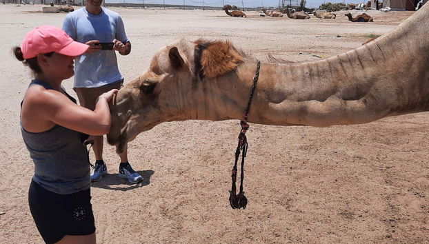 Caressez un chameau