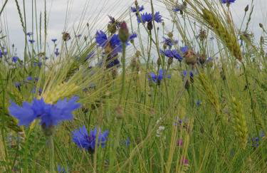 Rustikale Wanderhütte am Angelteich - Foto 19