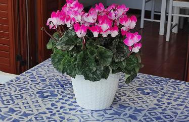 Holiday home Mennulita - Foto 22