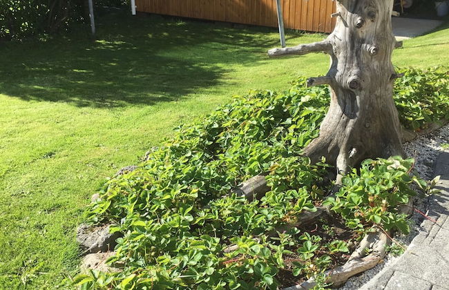 Sólheimar Studio Apartments - Foto 21