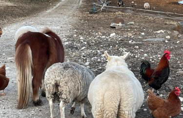 Sea View Cabin - Foto 30