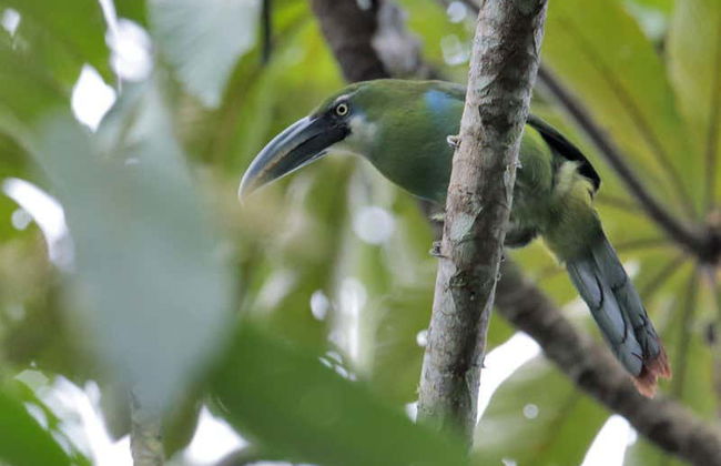 Excursión a Villa Rica y laguna El Oconal - Foto 3