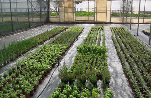 Masseria Sucéa - Foto 46