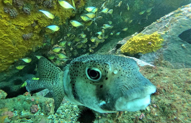 Arraial do Cabo Diving - Photo 8