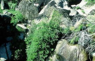 A Lagosta Perdida - Foto 27