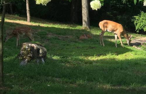 3 Acre Lake Paradise Swimming Pool & Jacuzzi HotTub! - Foto 38