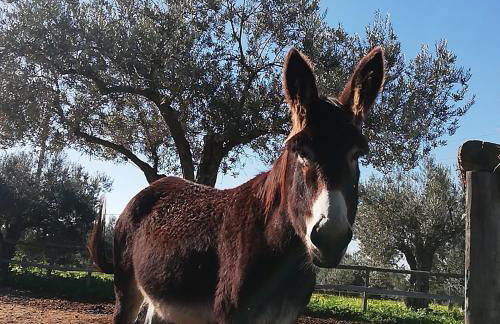 Terre di Senia - Foto 42