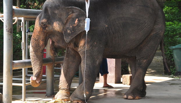 Desde Lampang a Chiang Mai - Privado - Foto 2