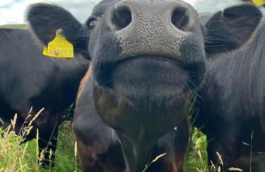 Migdale Pods Luxury Glamping - Foto 7