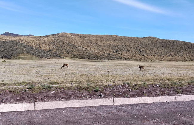 Excursão a Cotopaxi e Quilotoa - Foto 8