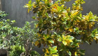 Residencial Jasmim quarto Standard 01 - Foto 2