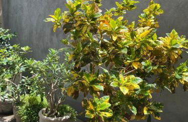 Residencial Jasmim quarto Standard 01 - Foto 2