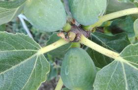 Finca Patio Canario - Foto 47