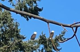 Blue Heron Sanctuary & Serene, river-front cottage - Foto 46