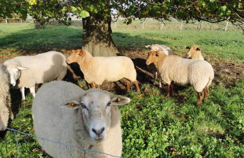 Ferienhof Stobbe - Foto 4