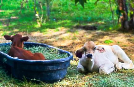 Arrowhead Country Cabins - Foto 36