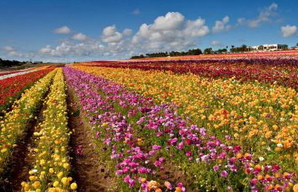 329 Oak Ave - Foto 30