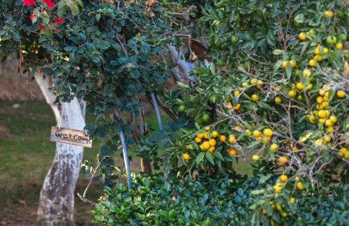 Villa Nikis - Foto 15