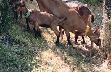 GÎTE "LES GRANGES D'ANTAN" - La FORGE - - Photo 39